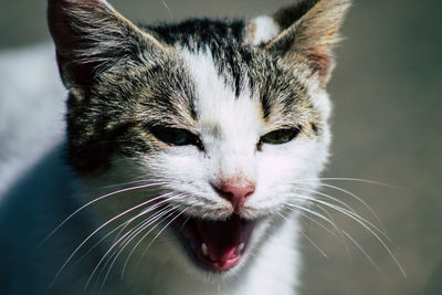 Close-up portrait of a cat