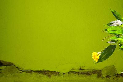 Close-up of green leaves floating on wall