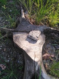 High angle view of tree stump in forest