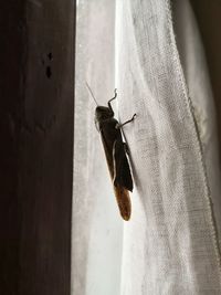 Close-up of butterfly on wall