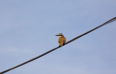 Low angle view of bird perching on cable against clear sky