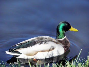 Close-up of mallard duck swimming in lake
