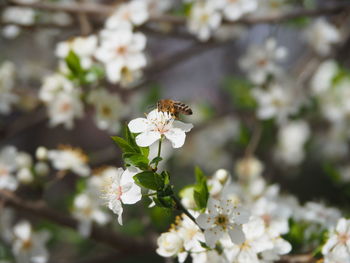 Close-up of insect on white flower