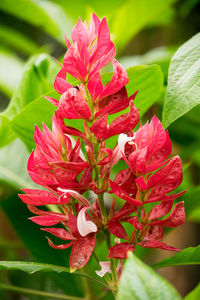Close-up of pink flower blooming outdoors