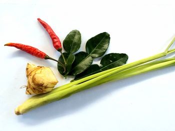 High angle view of chili pepper on white background