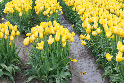 Close-up of yellow tulip flowers