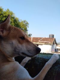 Close-up of a dog looking away