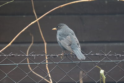 Close-up of bird perching on a fence