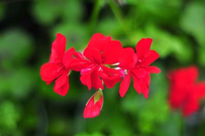 Close-up of red flowers blooming outdoors