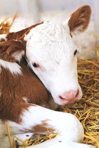 Close-up of cow