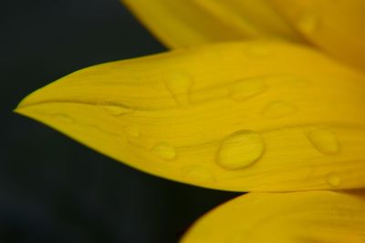 Close-up of yellow flower against black background