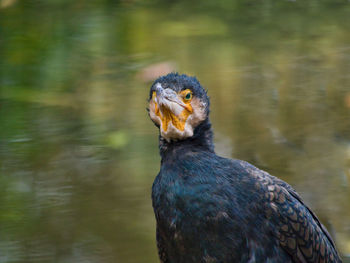 Close-up of a bird