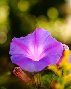 Close-up of purple flower