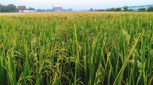 Crops growing on field against sky