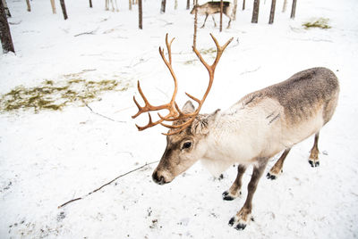 Deer on snow covered land