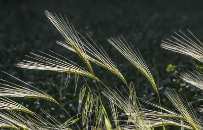 Close-up of wheat plant