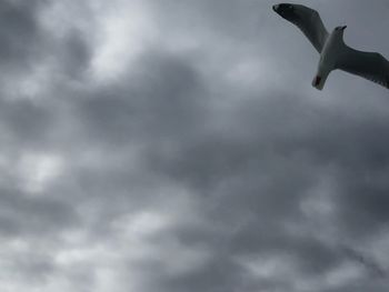 Low angle view of bird flying in sky