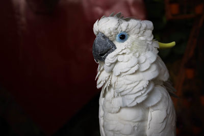 Close-up of a bird