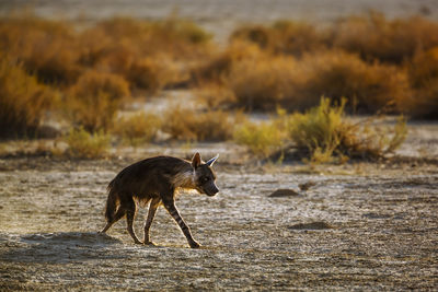 Deer standing on field