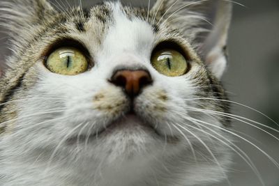 Close-up portrait of a cat