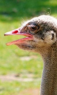 Ostrich portrait