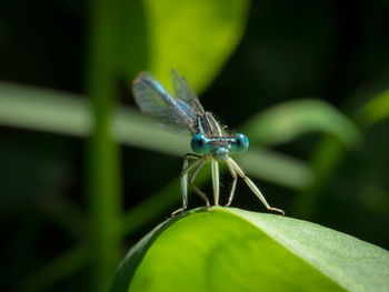 Close-up of butterfly on leaf