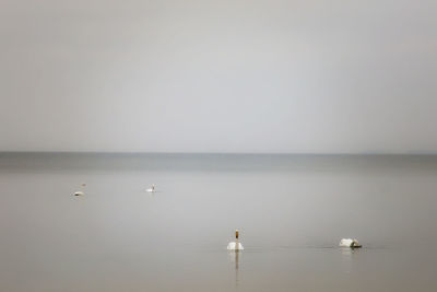 View of seagulls on sea