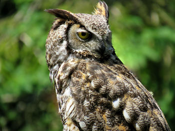 Close up of a great horned owl looking backward