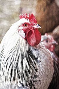 Close-up of rooster