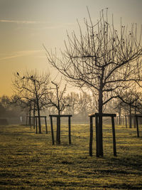 Bare trees on field against sky