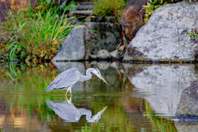 View of bird on rock by lake