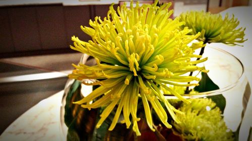 Close-up of yellow flowers