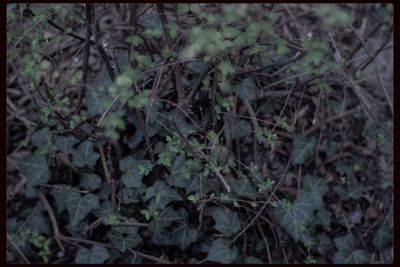 Close-up of plant