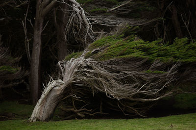 Close-up of tree trunk in field