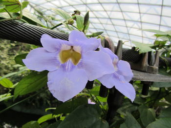 Close-up of purple flowers blooming outdoors
