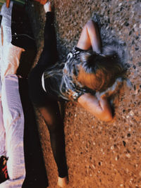 Close-up of birds on land