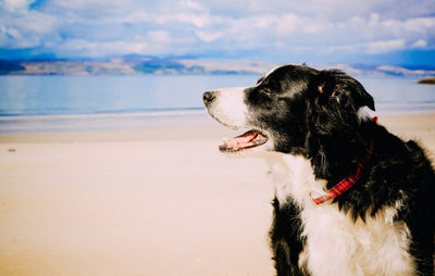 Close-up of dog at beach against sky on sunny day