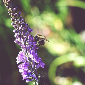 Close-up of insect on purple flower