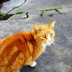 Close-up of cat on footpath