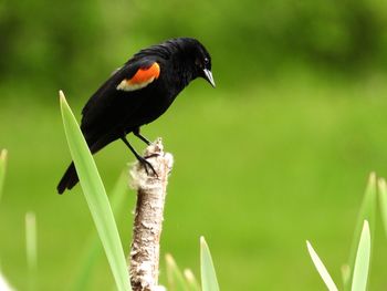 Red winged blackbird, male. on a cattail.