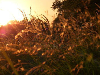 Close-up of sun shining through plants