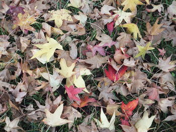 Maple leaves on field