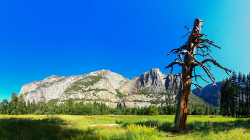 Scenic view of landscape against clear blue sky