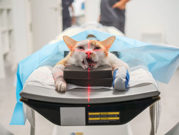 Cat with injured paw lying on table scanning in mri equipment in veterinary clinic