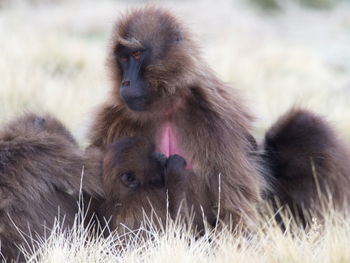 Closeup family portrait of gelada monkey theropithecus gelada grooming together, ethiopia.