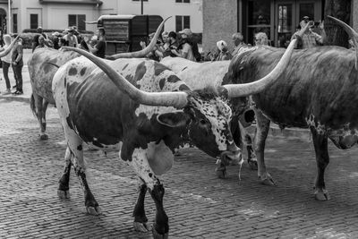 Portrait of cow standing on street