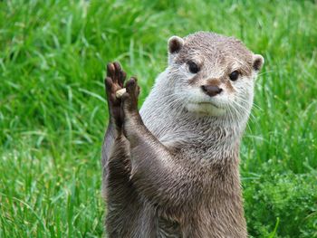 Portrait of otter on grassy field