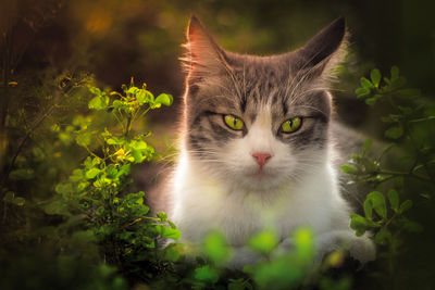 Portrait of cat by plant