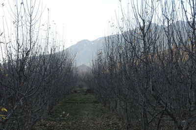 Bare trees on snow covered land against sky