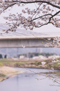 View of cherry blossom from tree branches